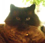 Sushi close up.webp