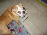 daphne 337.webp