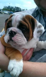 IMAG0060.webp