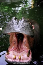 hippo mouth.jpg