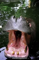hippo mouth.webp