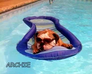 archie.pool.1.webp