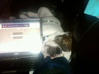 lazy boy.webp lazy boy.webp