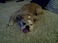 tongue.webp