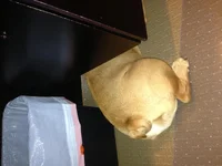 furry .webp