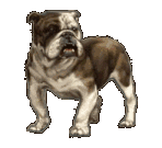 peeingbully.gif