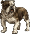 bulldogpee.gif
