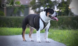 Taz_7months.webp