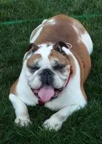 Roxie.webp