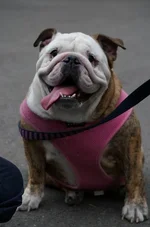 Millie.webp Millie.webp