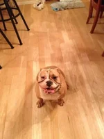 briskettchuck.webp