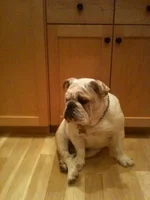 Chuck.webp