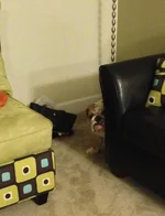 ozzypic.webp