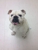 Roscoe T Dawg.webp Roscoe T Dawg.webp