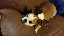 Bully deer 2.webp