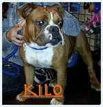 kilo.webp