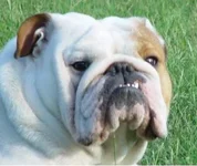 Buddy-01.webp