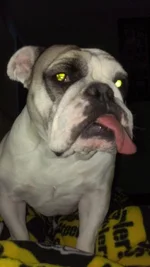 Grinch Face.webp