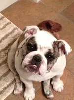 Daisy-underbite3 2013-08-29.webp