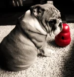Sadpuppy.webp
