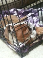 khaleesi first crate nap.webp