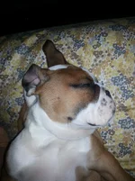 sleeps7.webp