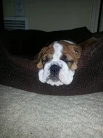 sleeps2.webp