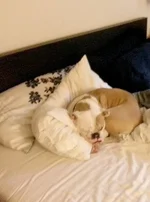 remi-bed.webp