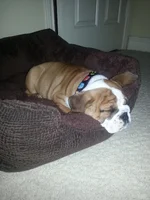 sleeps4.webp
