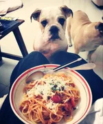 sgetti.webp