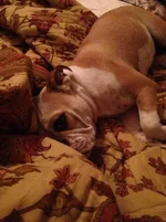 Cuddles.webp