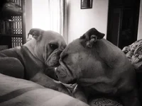 Cuddles and kisses.webp