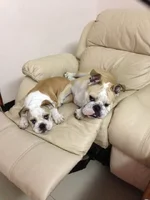 chair.webp