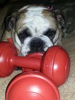 bertha with weights.webp