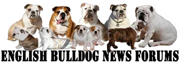 English_Bulldog.webp