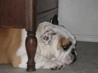 Foster under dresser.webp