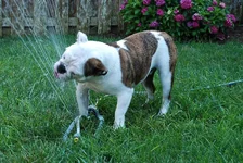 sprinkler.webp