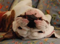 upside down.webp