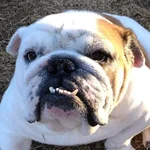 diesel.webp