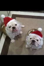 Christmas.webp