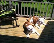 Sun bathin.webp