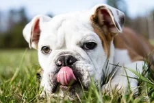 Licking Lips.webp