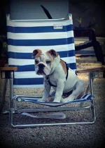 pepper beach chair 82113.webp