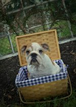 Pepper in picnic basket.jpg