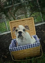 Pepper in picnic basket.webp