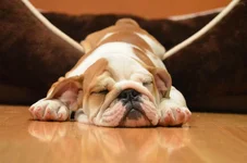 pepper sleeping.webp