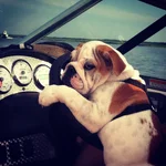 pepper driving boat.webp