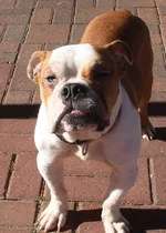 Boomer.webp