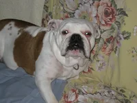 Addy.webp