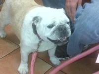 Daisy Doo.webp